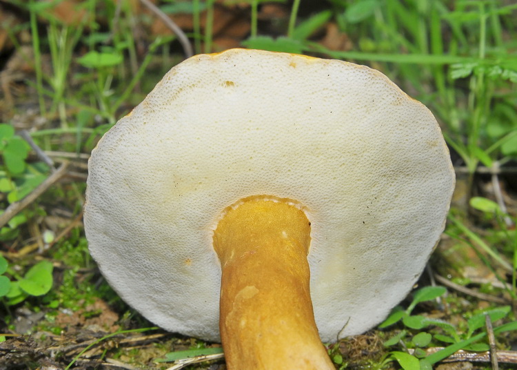 Gyroporus castaneus